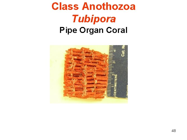 Class Anothozoa Tubipora Pipe Organ Coral 48 