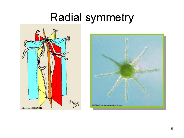 Radial symmetry 5 