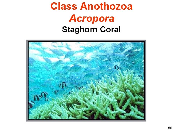 Class Anothozoa Acropora Staghorn Coral 50 