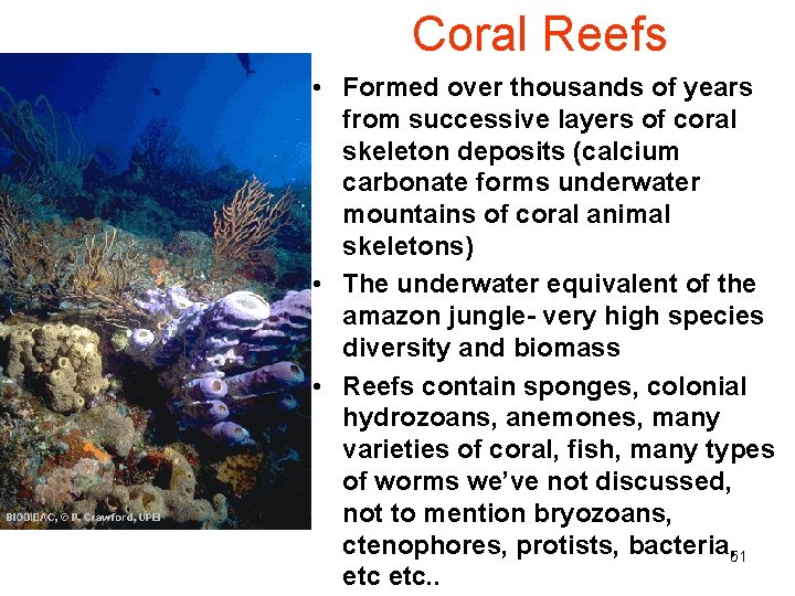 Coral Reefs • Formed over thousands of years from successive layers of coral skeleton