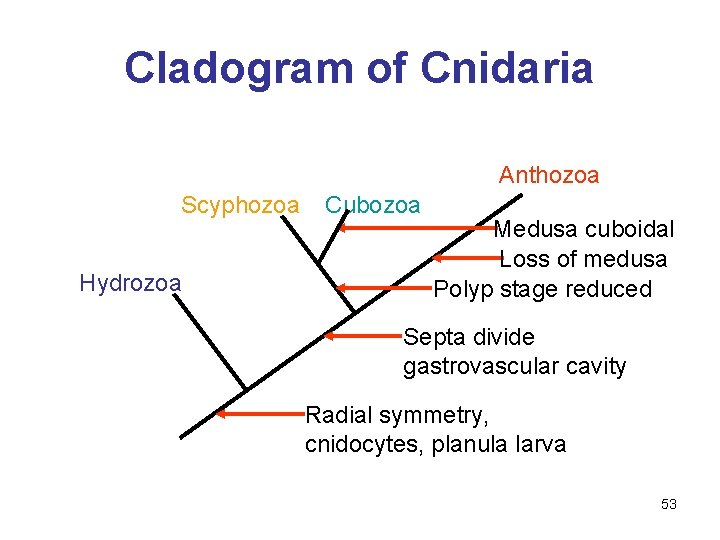 Cladogram of Cnidaria Anthozoa Scyphozoa Hydrozoa Cubozoa Medusa cuboidal Loss of medusa Polyp stage