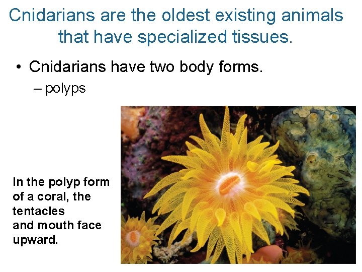 Cnidarians are the oldest existing animals that have specialized tissues. • Cnidarians have two