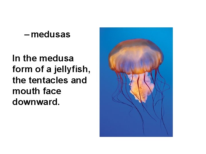 – medusas In the medusa form of a jellyfish, the tentacles and mouth face