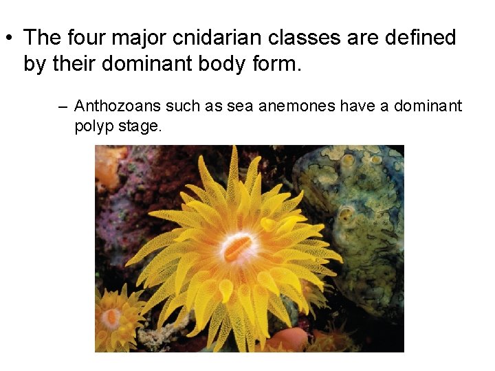  • The four major cnidarian classes are defined by their dominant body form.