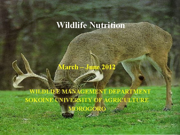 Wildlife Nutrition March – June 2012 WILDLIFE MANAGEMENT DEPARTMENT SOKOINE UNIVERSITY OF AGRICULTURE MOROGORO