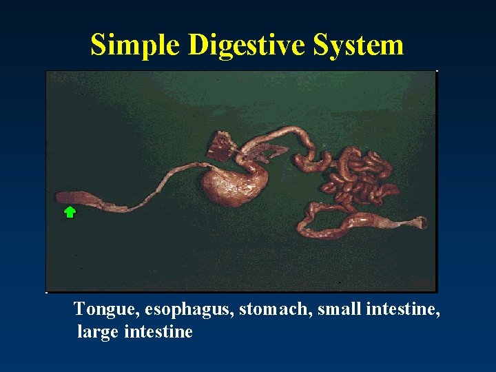 Simple Digestive System Tongue, esophagus, stomach, small intestine, large intestine 