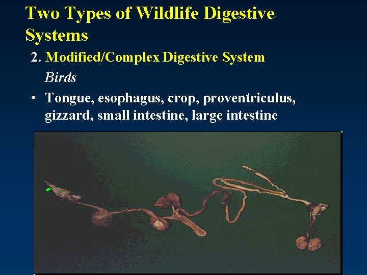 Two Types of Wildlife Digestive Systems 2. Modified/Complex Digestive System Birds • Tongue, esophagus,