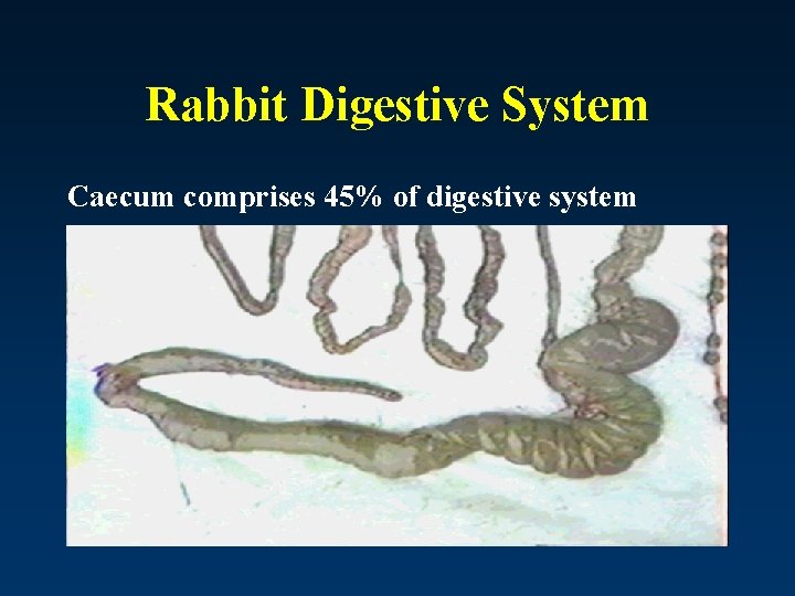 Rabbit Digestive System Caecum comprises 45% of digestive system 
