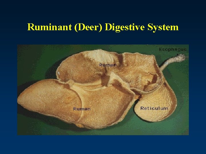 Ruminant (Deer) Digestive System 