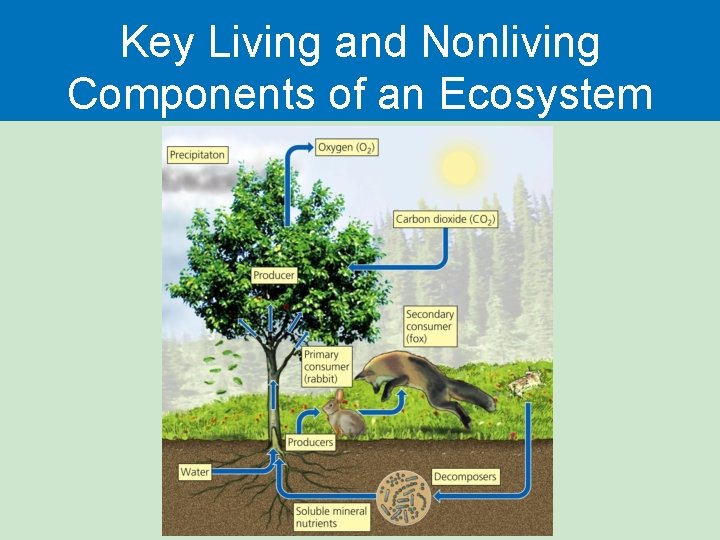Key Living and Nonliving Components of an Ecosystem 