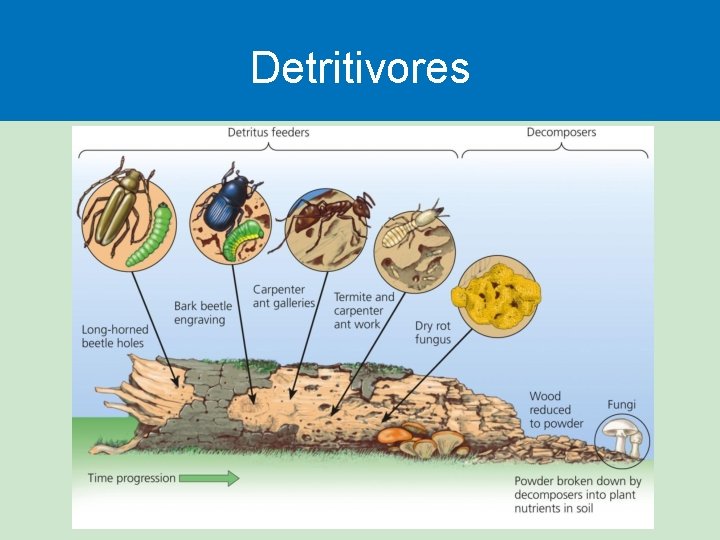 Detritivores 