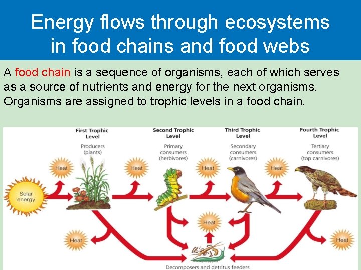 Energy flows through ecosystems in food chains and food webs A food chain is