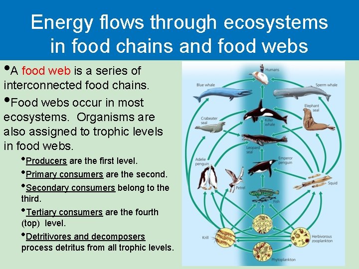 Energy flows through ecosystems in food chains and food webs • A food web