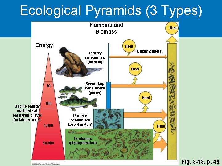 Ecological Pyramids (3 Types) Numbers and Biomass Energy Heat Tertiary consumers (human) Decomposers Heat