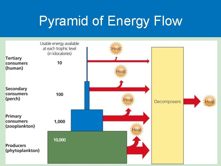 Pyramid of Energy Flow 