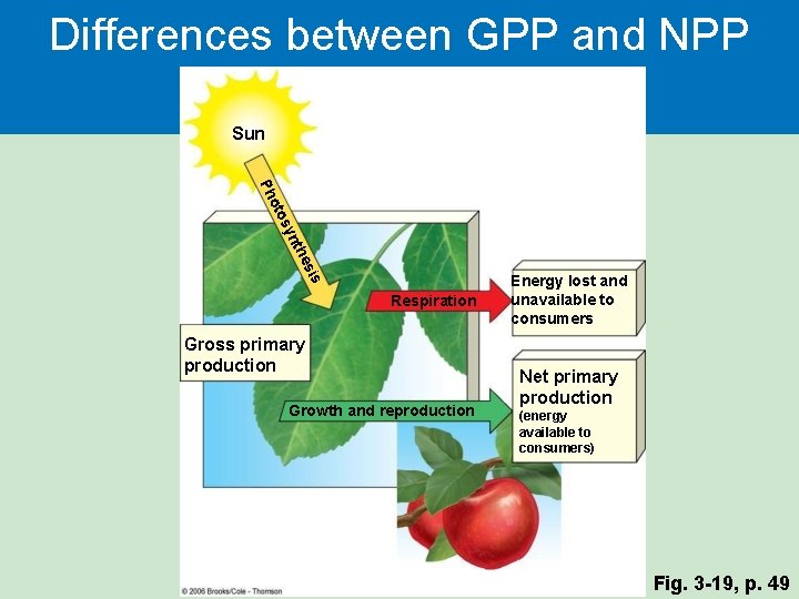 Differences between GPP and NPP Sun es nth sy oto Ph is Respiration Gross