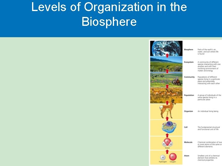 Levels of Organization in the Biosphere 