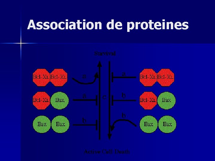 Association de proteines 