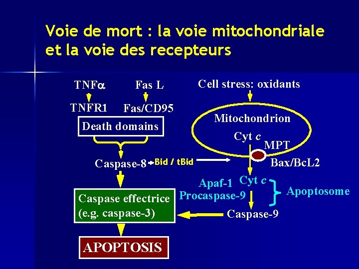 Voie de mort : la voie mitochondriale et la voie des recepteurs TNFa Fas