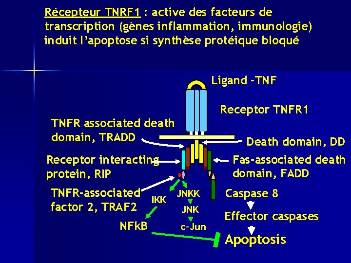 Récepteur TNRF 1 : active des facteurs de transcription (gènes inflammation, immunologie) induit l’apoptose