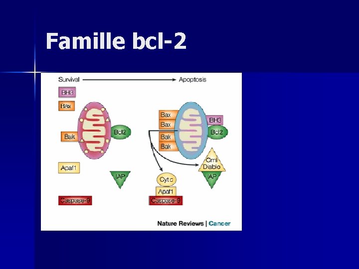 Famille bcl-2 