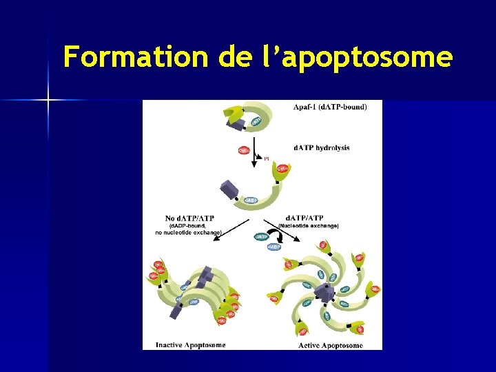 Formation de l’apoptosome 