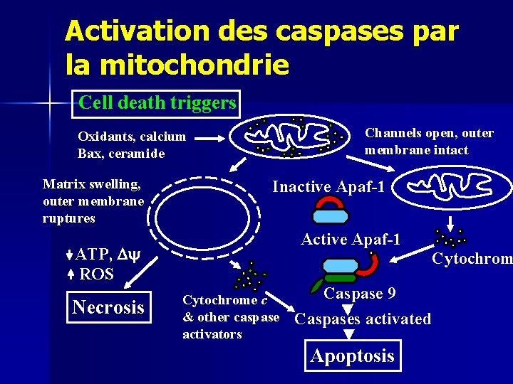 Activation des caspases par la mitochondrie Cell death triggers Channels open, outer membrane intact