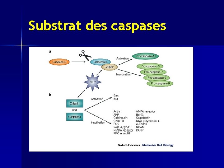 Substrat des caspases 