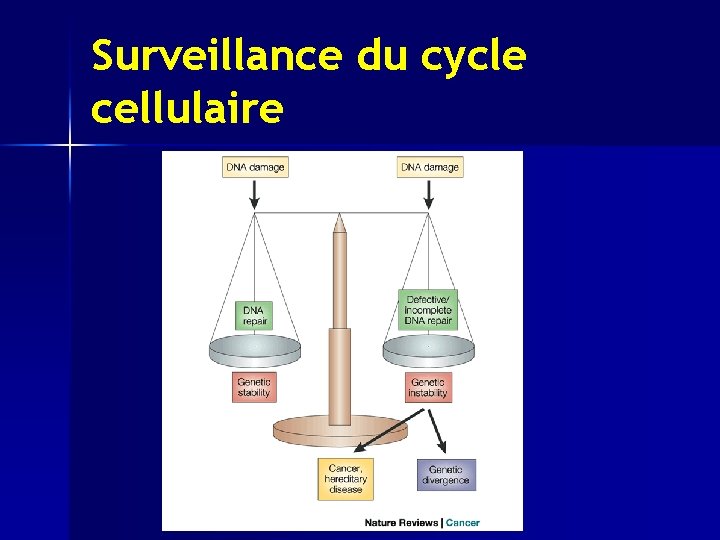 Surveillance du cycle cellulaire 