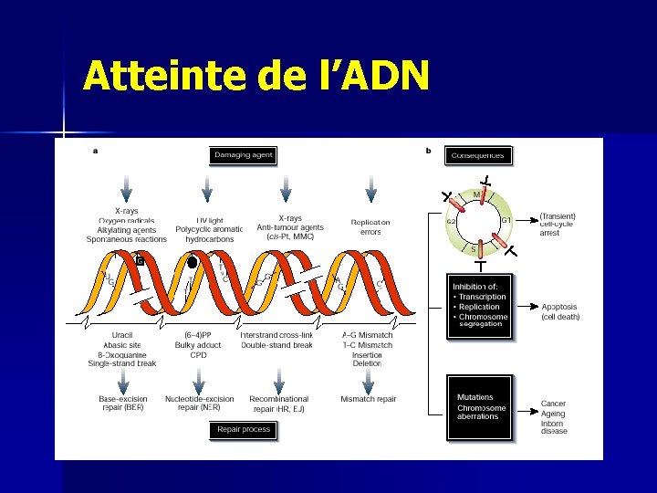 Atteinte de l’ADN 