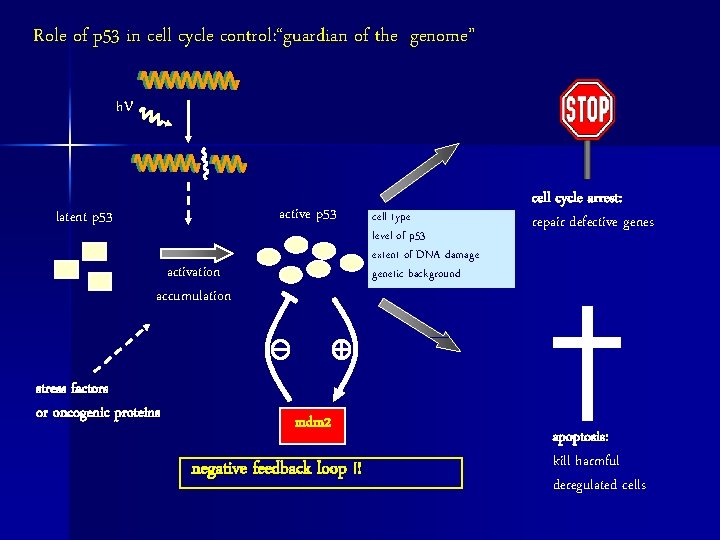 Role of p 53 in cell cycle control: “guardian of the genome” h active