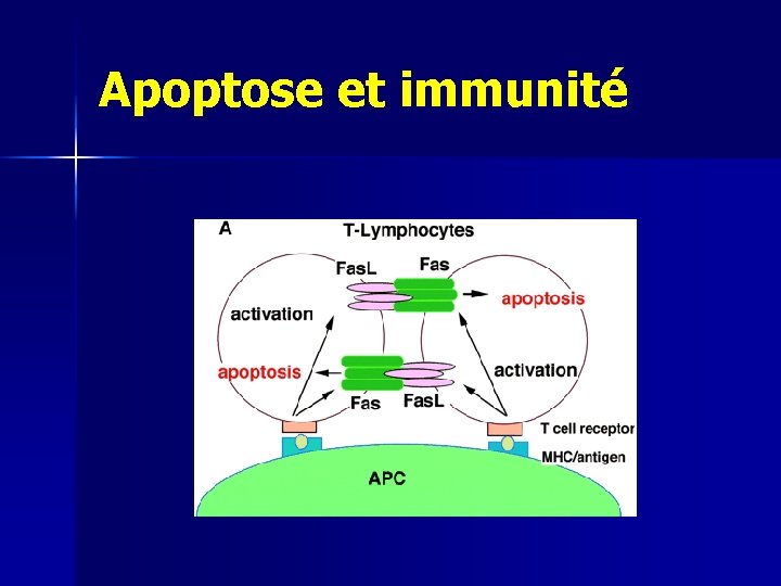 Apoptose et immunité 