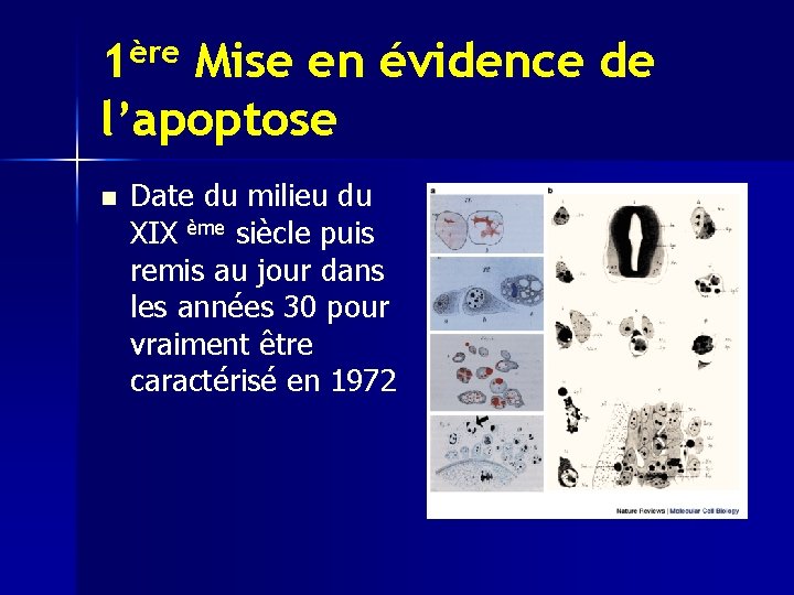 1ère Mise en évidence de l’apoptose n Date du milieu du XIX ème siècle