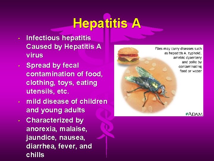 Hepatitis A • • Infectious hepatitis Caused by Hepatitis A virus Spread by fecal