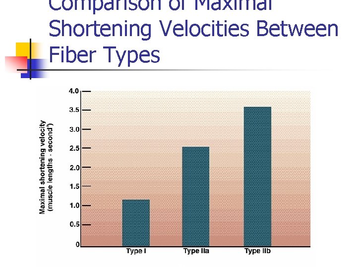 Comparison of Maximal Shortening Velocities Between Fiber Types 