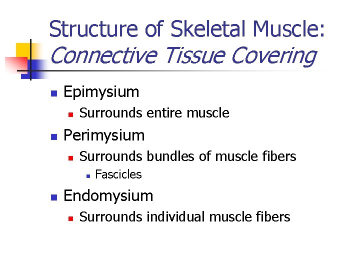 Structure of Skeletal Muscle: Connective Tissue Covering n Epimysium n n Surrounds entire muscle