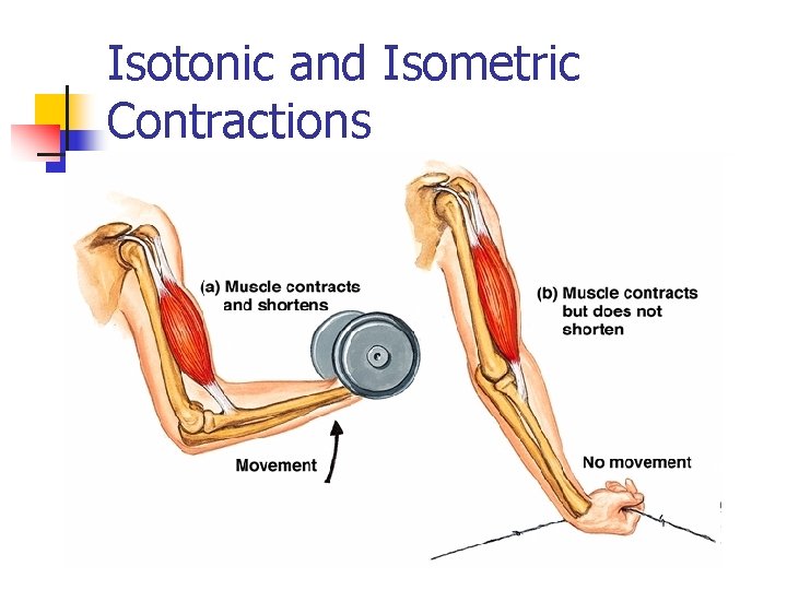 Isotonic and Isometric Contractions 