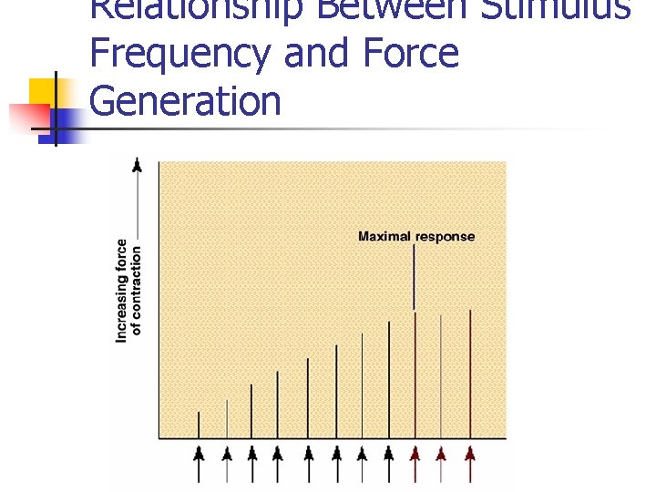 Relationship Between Stimulus Frequency and Force Generation Relationship Between Stimulus Frequency and Force Generation