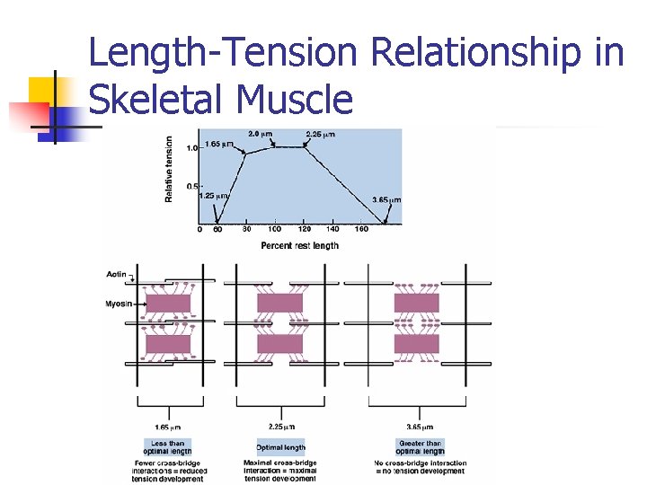 Length-Tension Relationship in Skeletal Muscle 