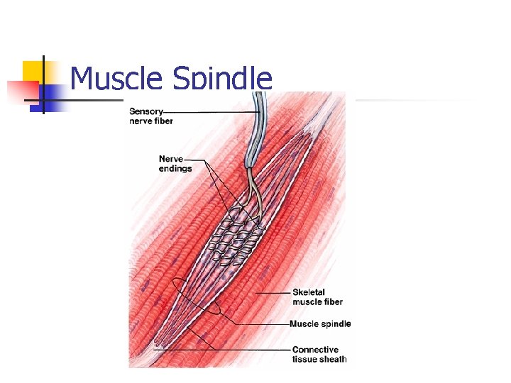 Muscle Spindle 