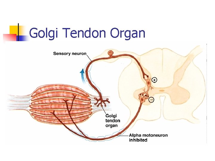 Golgi Tendon Organ 