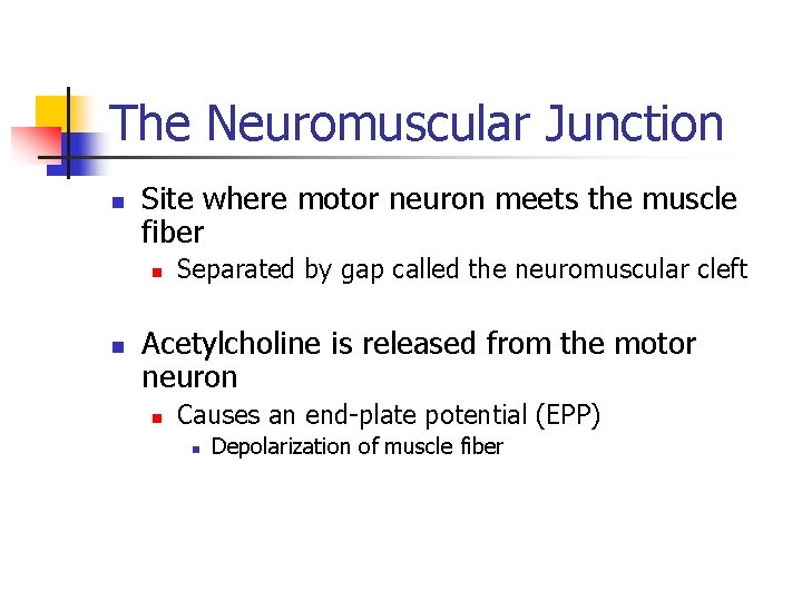 The Neuromuscular Junction n Site where motor neuron meets the muscle fiber n n