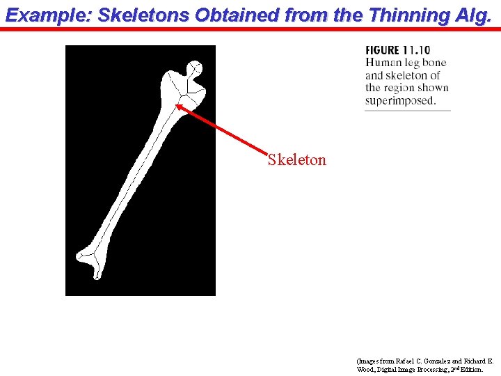 Example: Skeletons Obtained from the Thinning Alg. Skeleton (Images from Rafael C. Gonzalez and