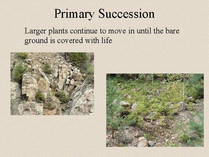 Primary Succession Larger plants continue to move in until the bare ground is covered