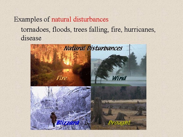 Examples of natural disturbances tornadoes, floods, trees falling, fire, hurricanes, disease 