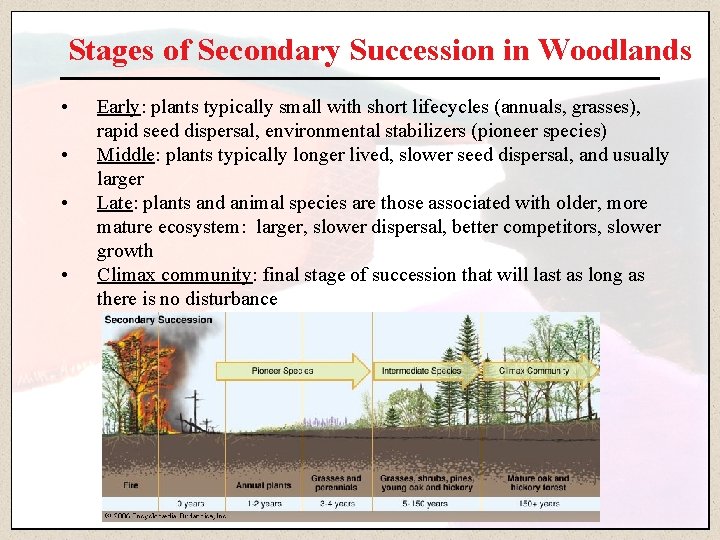 Stages of Secondary Succession in Woodlands • • Early: plants typically small with short