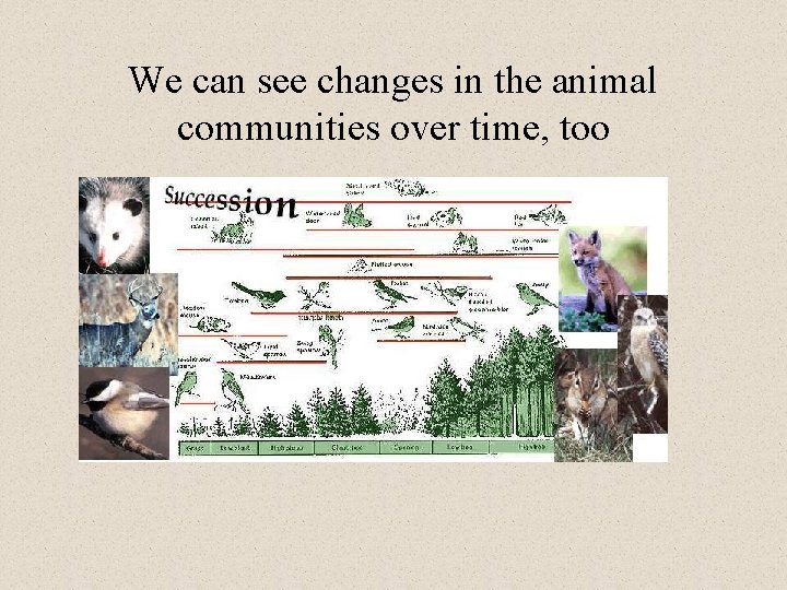 We can see changes in the animal communities over time, too 