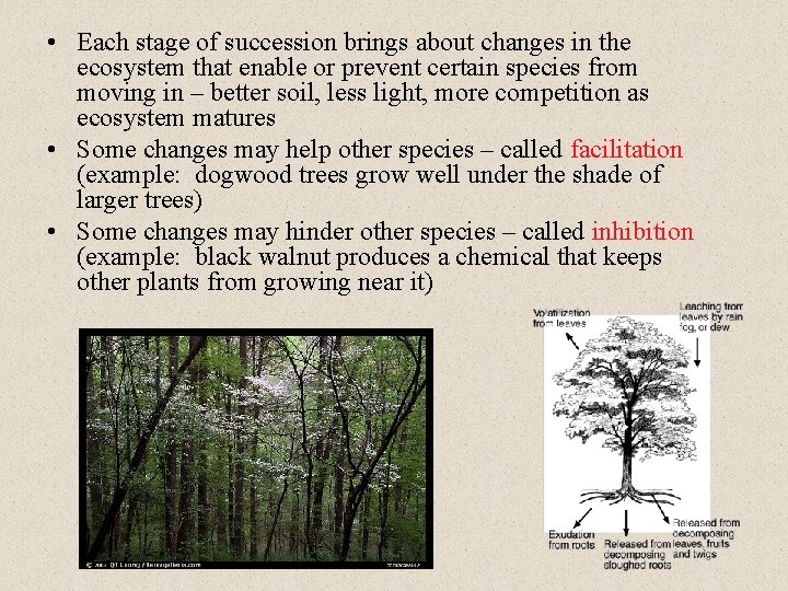  • Each stage of succession brings about changes in the ecosystem that enable