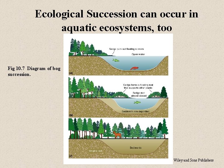 Ecological Succession can occur in aquatic ecosystems, too Fig 10. 7 Diagram of bog