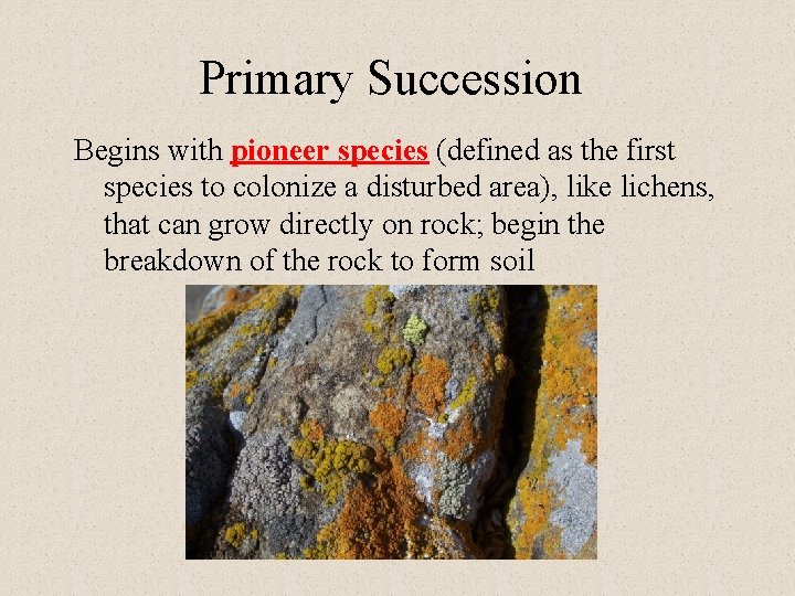 Primary Succession Begins with pioneer species (defined as the first species to colonize a